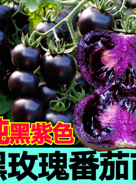 寿光对版纯黑紫色黑玫瑰番茄苗秧苗黑珍珠圣女果种子四季阳台盆栽