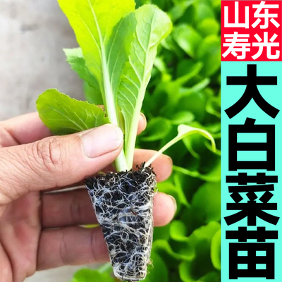 山东寿光黄心大白菜苗秧四季春秋青菜苗蔬菜高产种子带土球穴盘苗