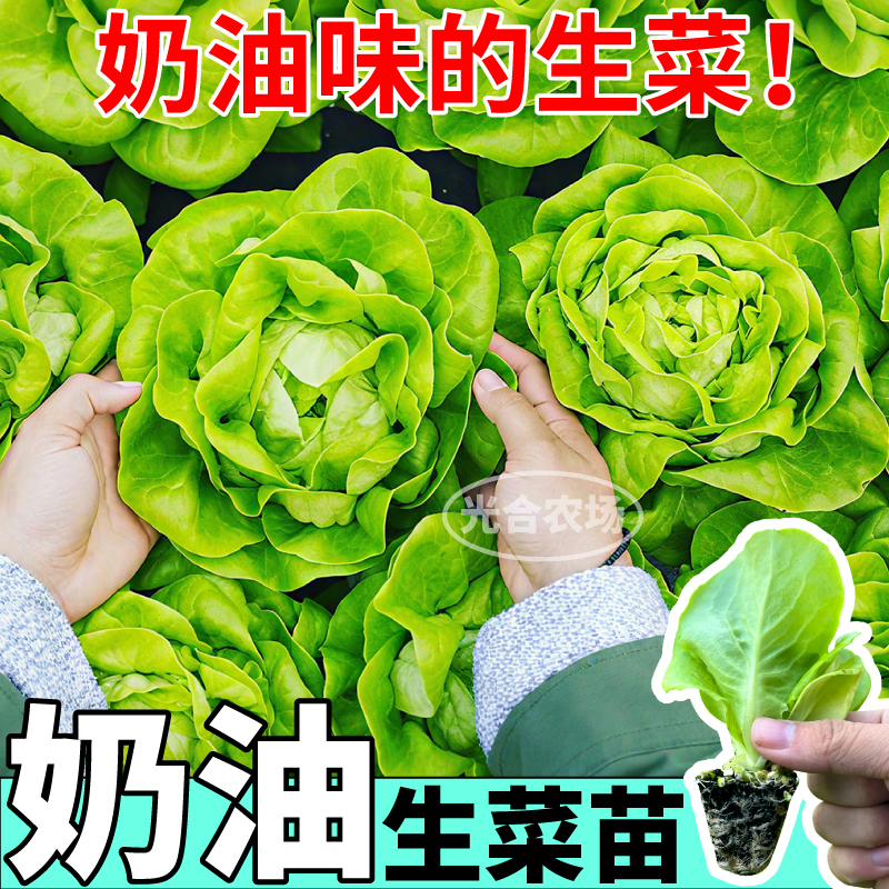 脆嫩奶油生菜苗秧大速意大利结球红皱生菜种子阳台盆栽地栽易种植