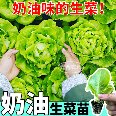 脆嫩奶油生菜苗秧大速意大利结球红皱生菜种子阳台盆栽地栽易种植