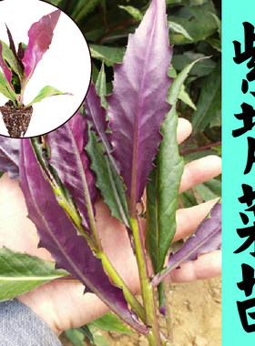 天然补血菜紫背天葵苗秧春秋四季阳台盆栽秋海棠龙虎叶紫背菜种子