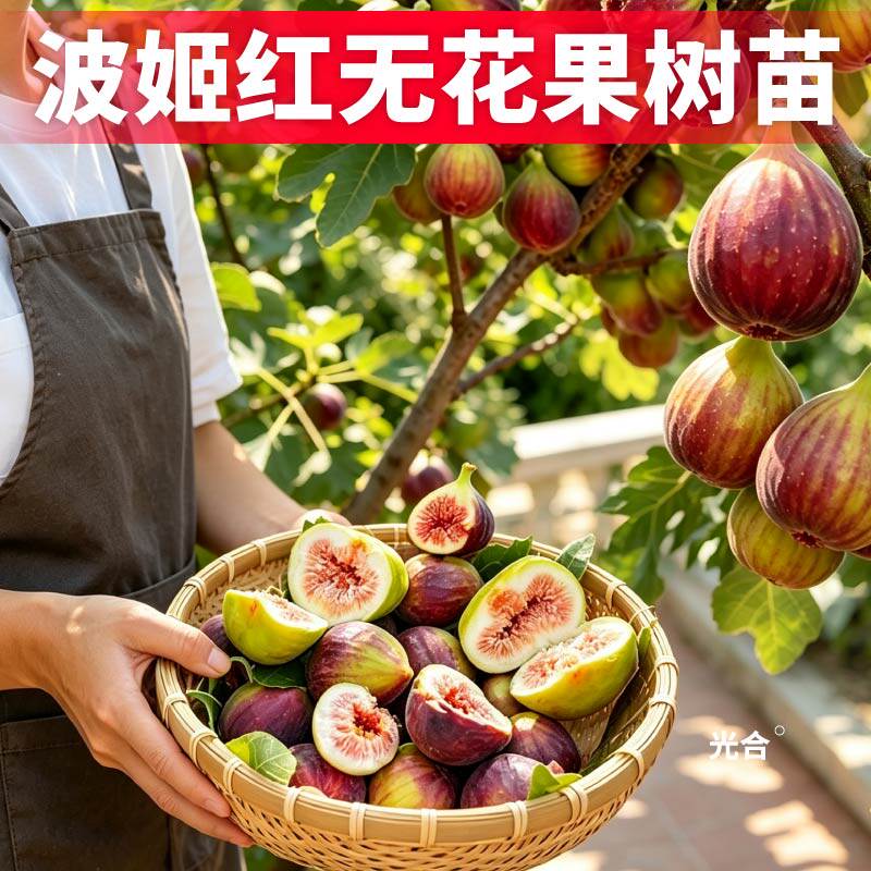 波姬红无花果树苗大果耐寒南北方种植室内阳台种植波姬红无花果苗