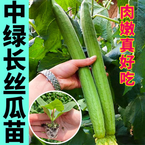 山东寿光中绿长鲜花丝瓜秧苗肉嫩无丝大肉八角棱丝瓜种子四季盆栽