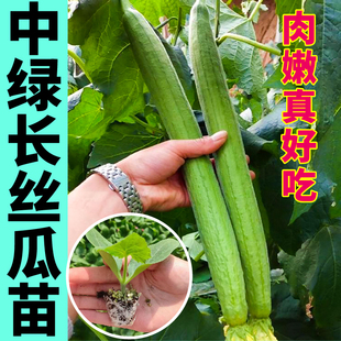 山东寿光中绿长鲜花丝瓜秧苗肉嫩无丝大肉八角棱丝瓜种子四季盆栽
