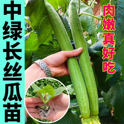 山东寿光中绿长鲜花丝瓜秧苗肉嫩无丝大肉八角棱丝瓜种子四季盆栽