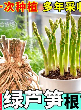 芦笋苗紫绿色芦笋根苗四季种植新鲜蔬菜小院阳台食用多年生当年采