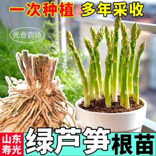 芦笋苗紫绿色芦笋根苗四季种植新鲜蔬菜小院阳台食用多年生当年采