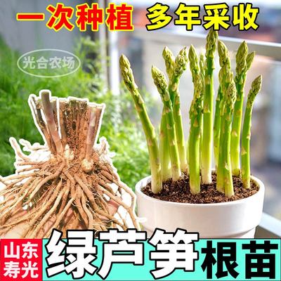 芦笋苗紫绿色芦笋根苗四季种植新鲜蔬菜小院阳台食用多年生当年采