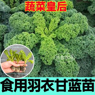 耐寒超级食物羽衣甘蓝苗秧绿粉紫羽叶种子四季盆栽高产营养蔬菜苗