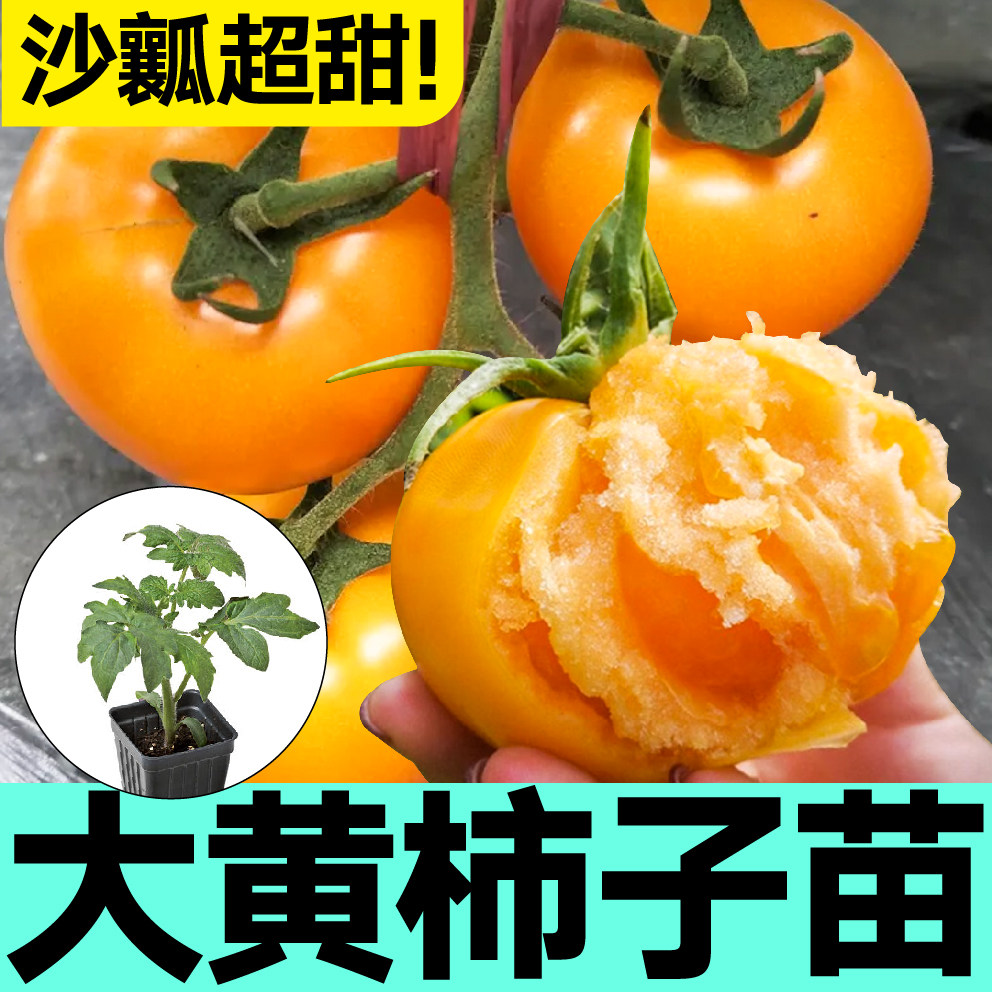 沙瓤超甜大黄柿子番茄苗秧带土球高产黄番茄西红柿种子阳台盆栽苗