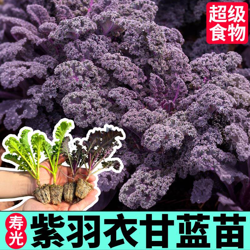 摘不败紫羽衣甘蓝苗秧带土球四季盆栽绿羽衣甘蓝粉羽衣甘蓝种籽