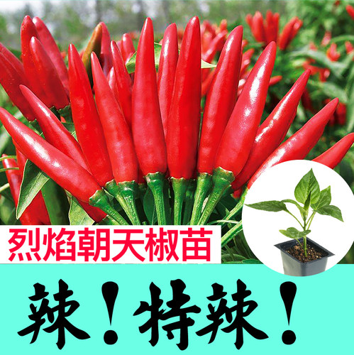 超辣特辣烈焰朝天椒苗秧高产辣椒种子春秋四季阳台盆栽蔬菜种苗籽