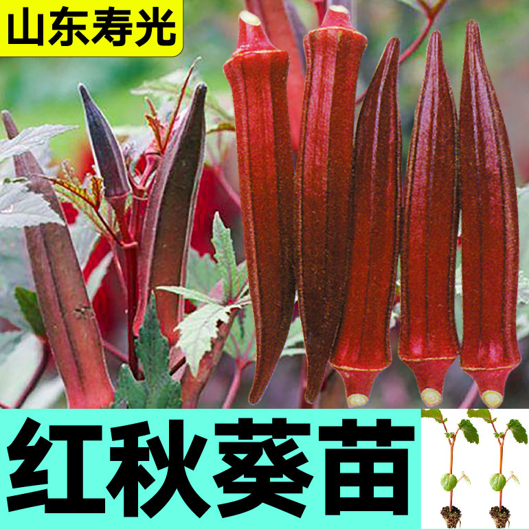 寿光红秋葵秧苗带土球水果秋葵高产四季盆栽小院阳台种子营养丰富