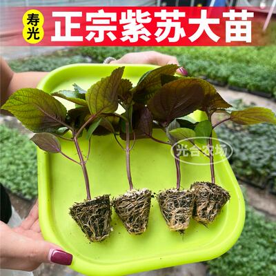 山东寿光正宗紫苏苗秧高产味浓苏子叶种子阳台盆栽春秋带土球