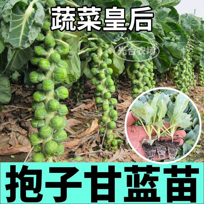 寿光孢子甘蓝苗秧四季迷你小包菜抱子甘蓝种子高产串收耐寒蔬菜