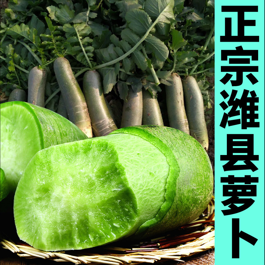 正宗潍县萝卜种子沙窝水果萝卜种子凤梨五彩樱桃萝卜四季种植甜脆
