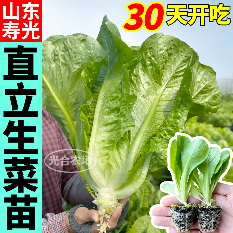 直立生菜苗秧孔雀菜速生高产意大利红皱紫罗马四季盆栽种子阳台