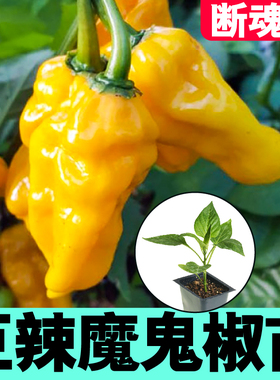 印度断魂特辣魔鬼辣椒苗秧春秋四季阳台庭院盆地栽红黄辣椒种子籽