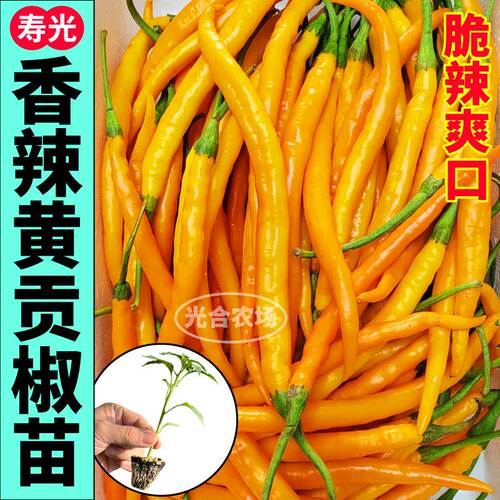正宗黄贡椒苗秧四季黄线椒绿紫线椒苗香辣脆辣高产阳台盆栽种子