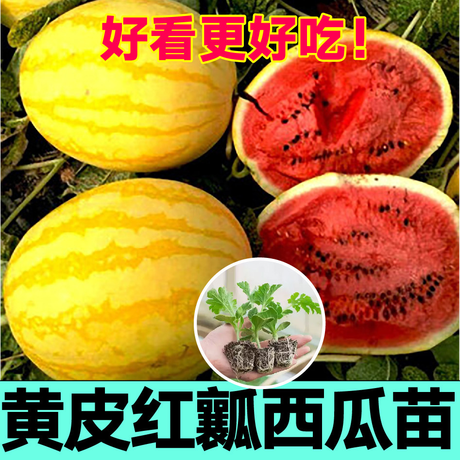 超甜金麒麟西瓜秧苗黄皮红瓤西瓜种子春秋庭院带土球懒汉麒麟种子