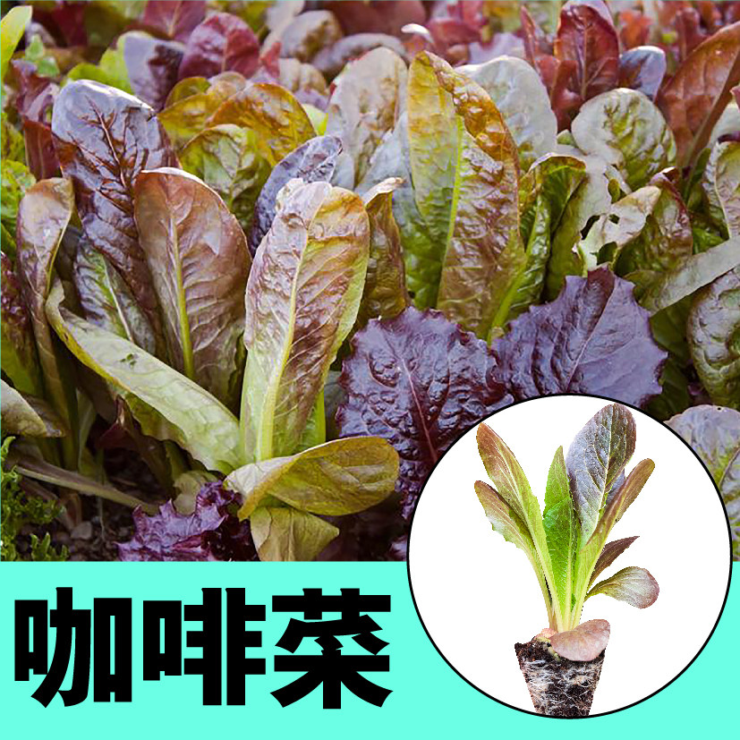 寿光咖啡香麦菜苗秧带土球大速生紫皱直立奶油生菜种子籽四季盆栽