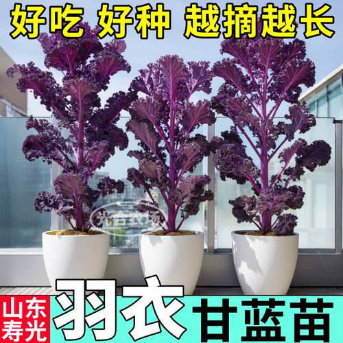 寿光正宗紫羽衣甘蓝苗秧四季高产粉羽衣绿羽衣甘蓝种子阳台盆栽