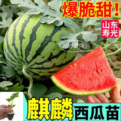 山东寿光冰糖麒麟秧苗8424西瓜种子懒汉甜王黄皮红瓤黄小凤西瓜苗