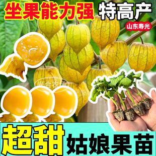 寿光超甜姑娘果苗秧带土球大果黄姑娘种子四季春秋盆栽室内外高产