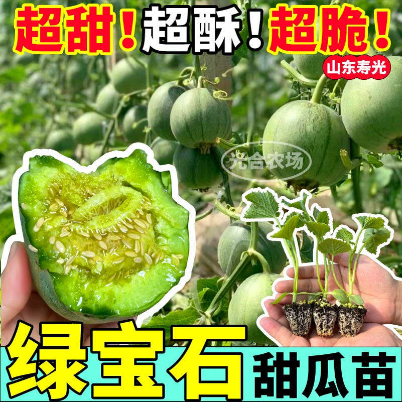 山东寿光绿宝石甜瓜苗秧高产春秋四季羊角蜜种子阳台庭院带土发货