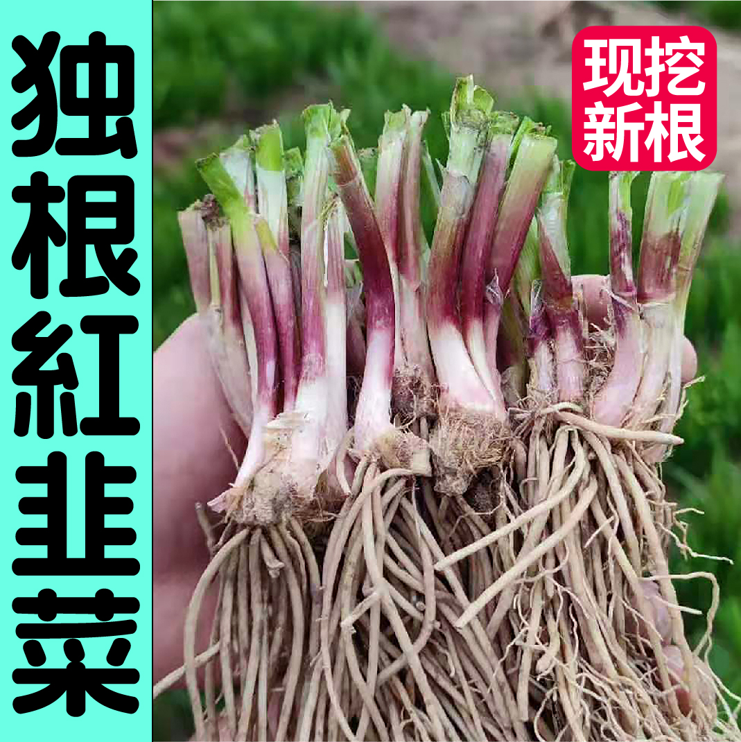 山东寿光独根红粗根韭菜当年新根小香韭菜种子春秋四季阳台盆栽籽