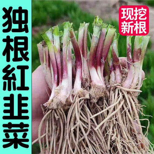 山东寿光独根红粗根韭菜当年新根小香韭菜种子春秋四季阳台盆栽籽