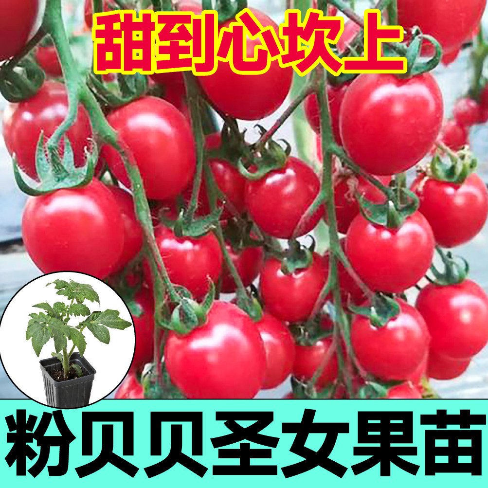 寿光粉贝贝圣女果秧苗高产樱桃西红柿种子小番茄苗超甜串收四季