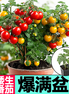 山东寿光矮生盆栽番茄苗小樱桃西红柿圣女果种子阳台水果爆满盆