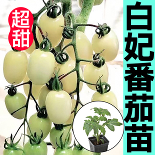 阳台盆栽苗 寿光超甜白妃樱桃番茄苗秧白珍珠西红柿圣女果种子四季