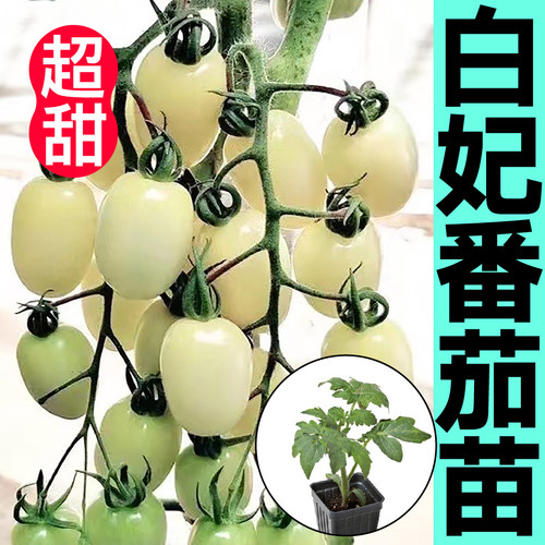 寿光超甜白妃樱桃番茄苗秧白珍珠西红柿圣女果种子四季阳台盆栽苗