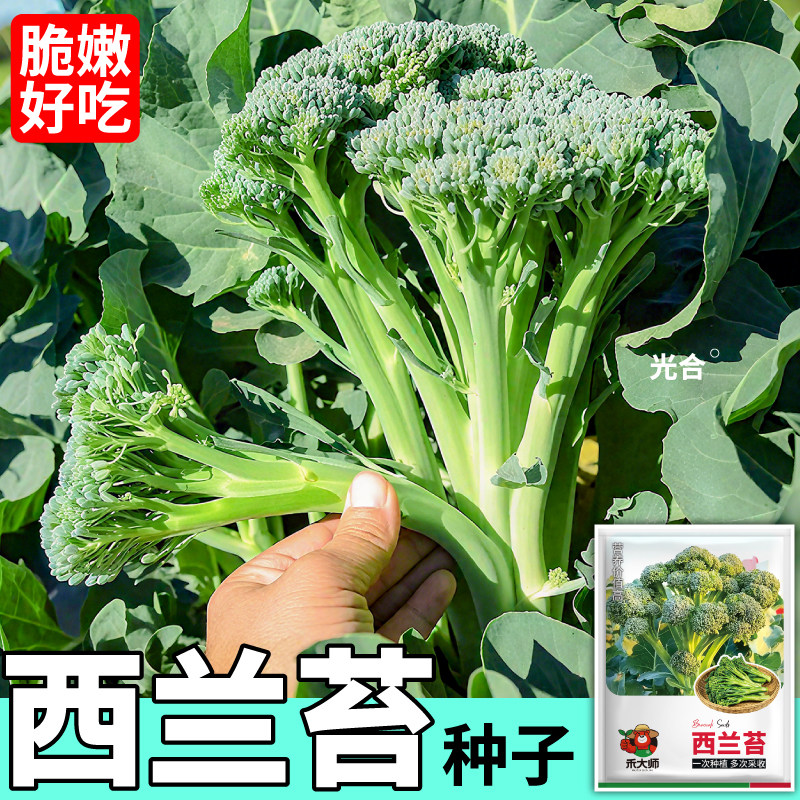 脆嫩好吃西兰苔种子多茬采收耐高温阳台小院四季可播种蔬菜种子籽