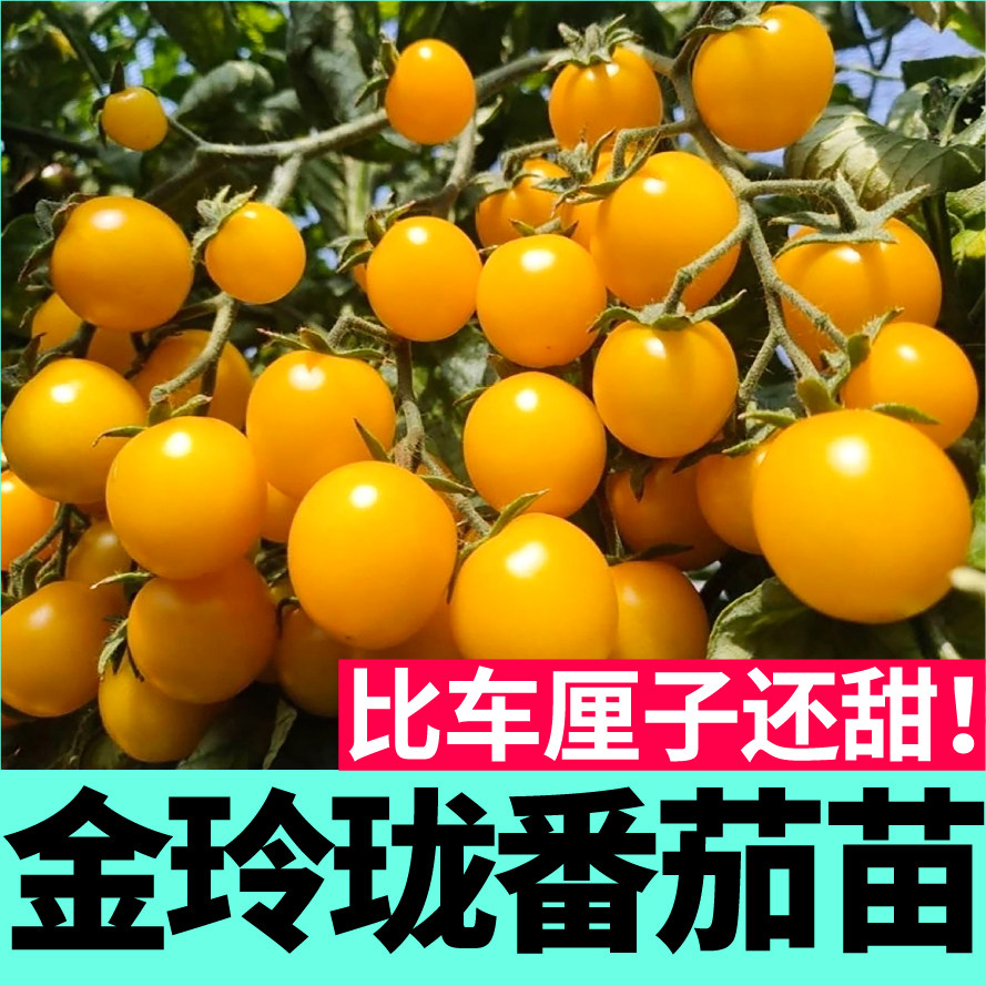 金玲珑番茄苗秧春秋四季阳台盆栽高产黄小樱桃西红柿圣女果种子籽,鲜花速递/花卉仿真/绿植园艺,种苗/半成品盆栽,淘宝优惠券,粉丝福利购,淘宝优惠卷