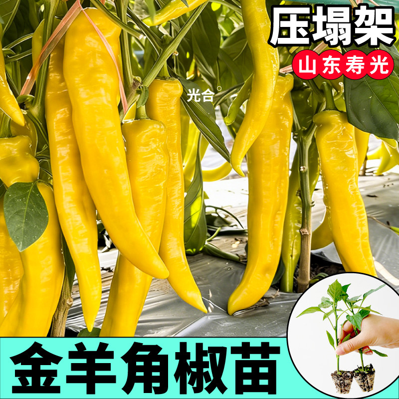 寿光金羊角椒种籽苗秧薄皮辣妹子红甜椒红小米绿紫羊角椒蔬菜苗子
