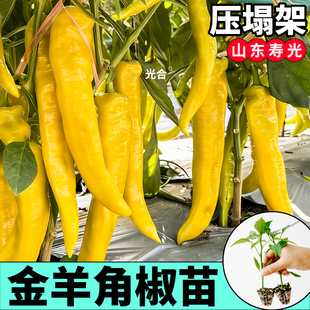 寿光金羊角椒种籽苗秧薄皮辣妹子红甜椒红小米绿紫羊角椒蔬菜苗子