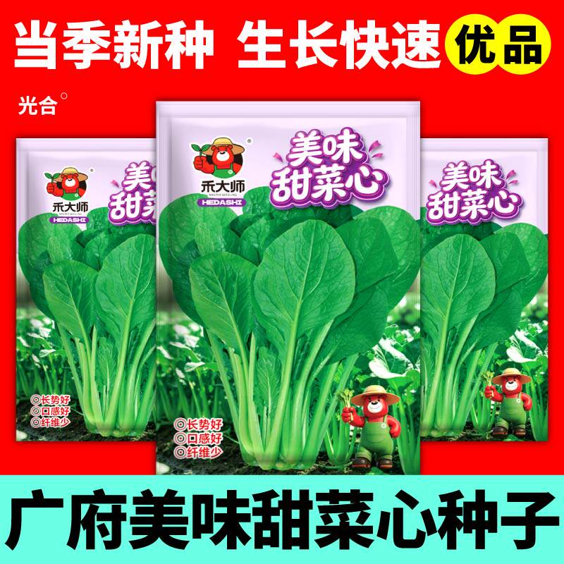 正宗广府美味甜菜心种子当季新种地道浓香菜心粗壮油绿四季蔬菜种