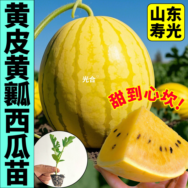 寿光黄皮黄瓤西瓜苗秧种子种植