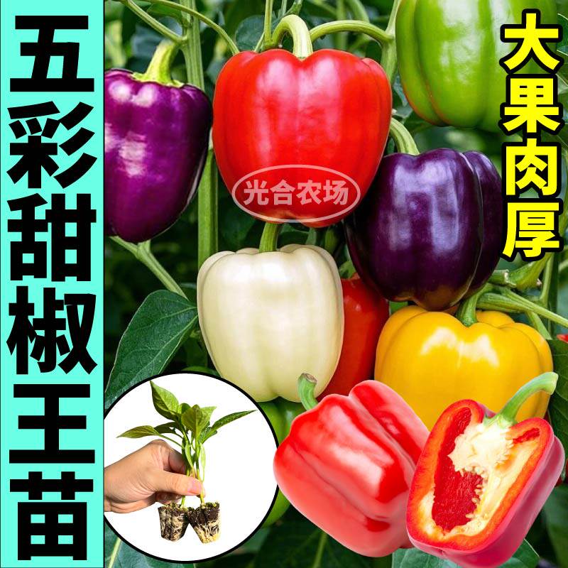 特大五彩辣椒苗秧带土球四季春秋青红黄辣椒种子水果寿光蔬菜种籽
