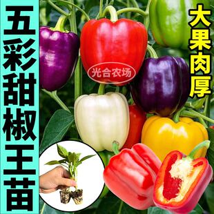 春秋青红黄辣椒种子水果寿光蔬菜种籽 特大五彩辣椒苗秧带土球四季