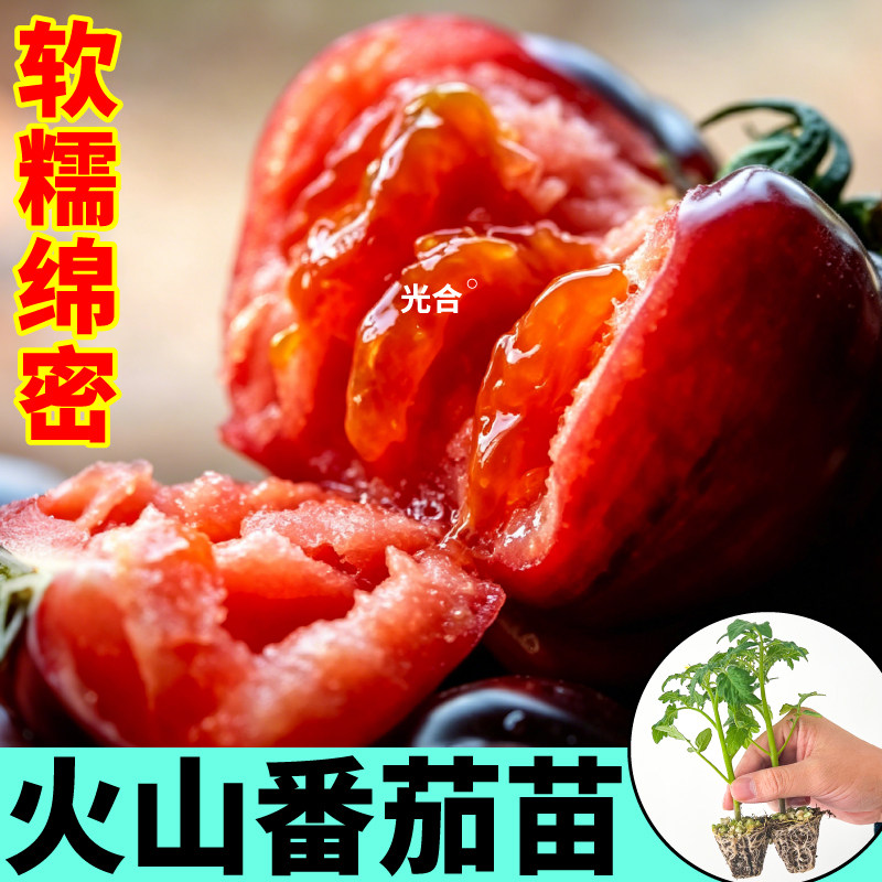 寿光火山番茄苗秧紫马蹄种子种植
