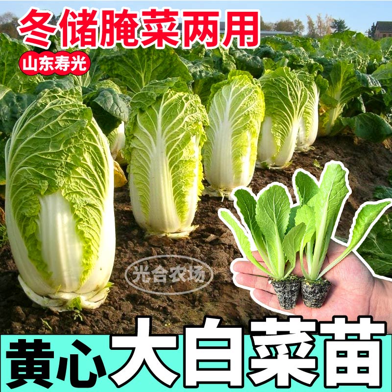 山东寿光黄心大白菜苗秧高产紫白菜早熟大白菜种子四季阳台盆栽