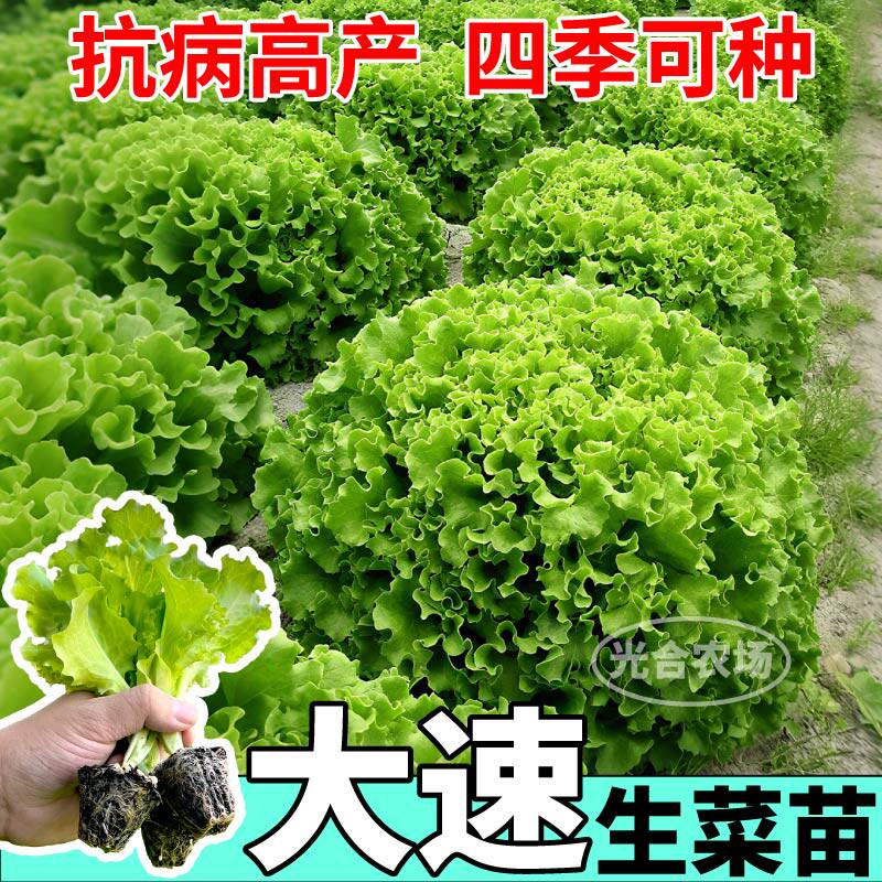 大速生菜苗秧高产四季耐寒盆栽意大利奶油红皱生菜种子庭院阳台