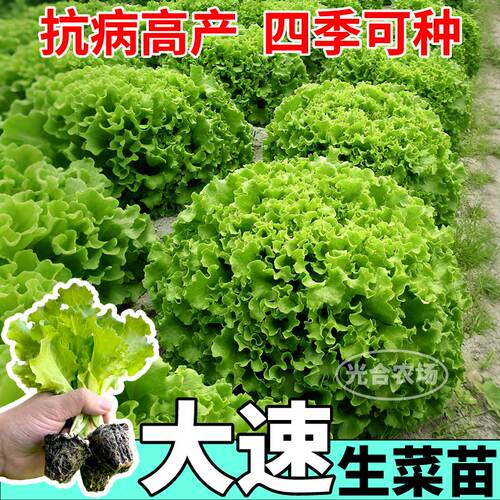 大速生菜苗秧高产四季耐寒盆栽意大利奶油红皱生菜种子庭院阳台