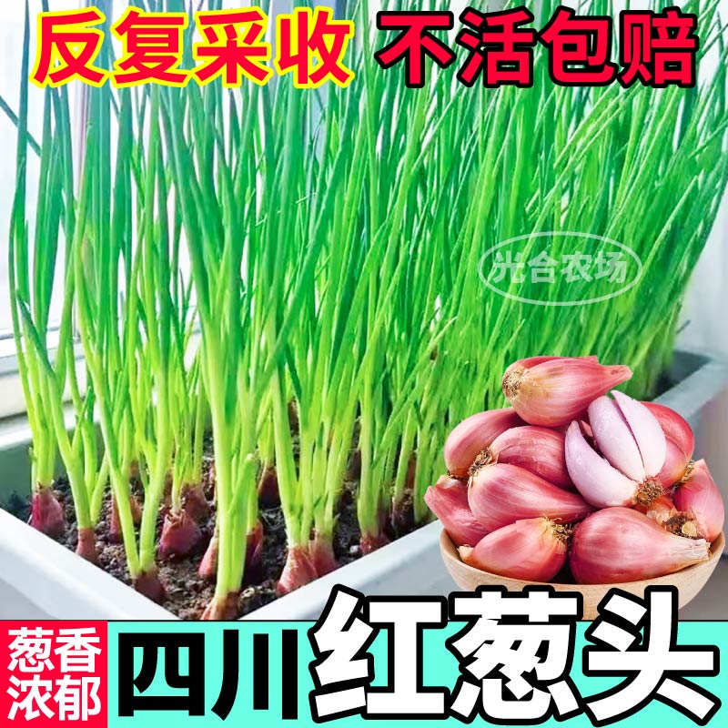 四川红葱头种子多次采收葱香浓郁四季食用火葱头小院盆栽小香葱籽