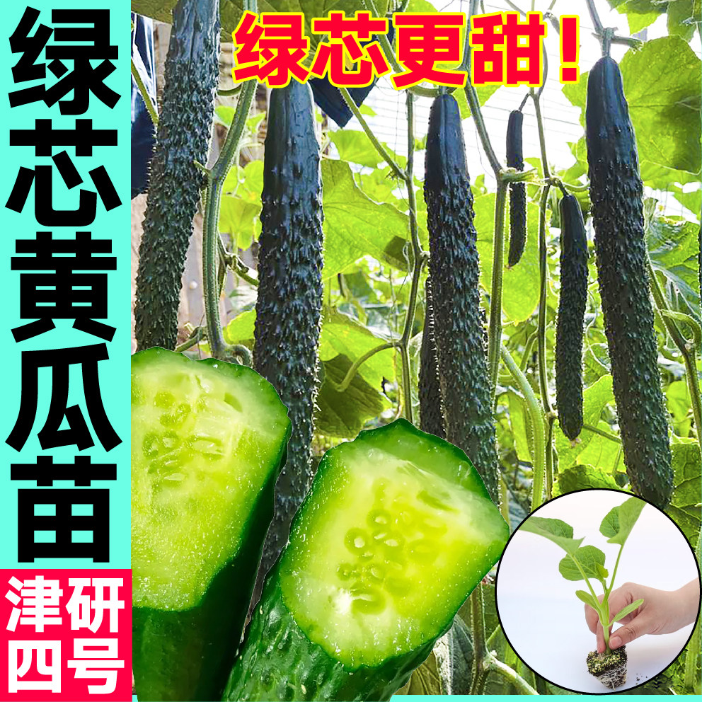 高产绿芯黄瓜秧苗津妍四号强雌大黄瓜种子水果黄瓜盆栽四季蔬菜苗