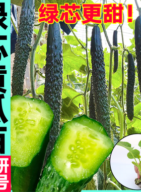 高产绿芯黄瓜秧苗津妍四号强雌大黄瓜种子水果黄瓜盆栽四季蔬菜苗